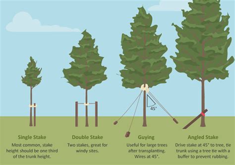 How to Stake Trees in Windy Areas: Essential Tips for Stability .